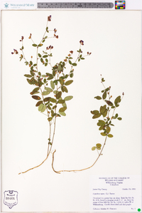 Lespedeza repens image