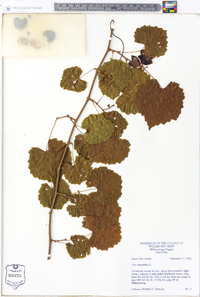 Vitis rotundifolia image