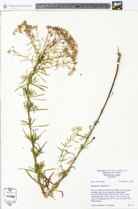 Eupatorium hyssopifolium image