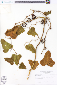 Smilax bona-nox image