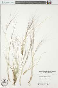 Aristida purpurea var. longiseta image