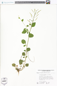 Cardamine rotundifolia image