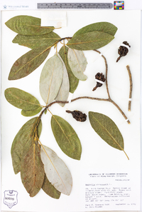 Magnolia virginiana image