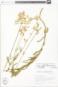 Silene vulgaris image