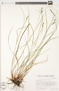 Carex swanii image