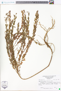 Lespedeza cuneata image