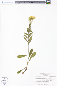 Heterotheca mariana image