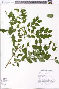 Symphoricarpos orbiculatus image