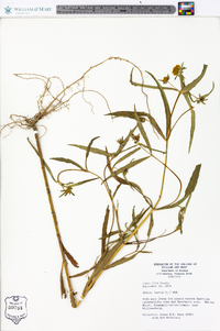 Bidens laevis image