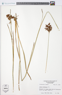 Juncus biflorus image