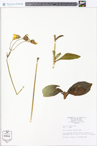 Arnica acaulis image