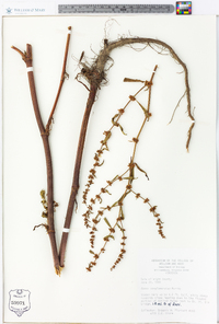 Rumex conglomeratus image