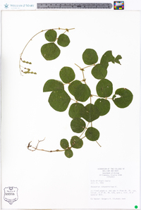 Desmodium rotundifolium image