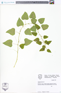 Smilax herbacea image