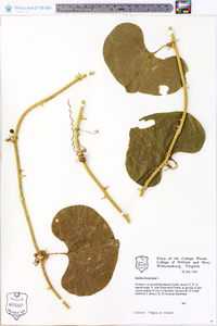 Smilax bona-nox image