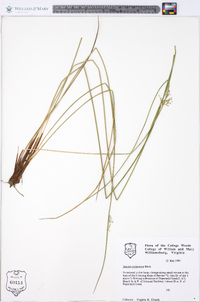 Juncus coriaceus image