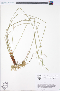 Juncus coriaceus image