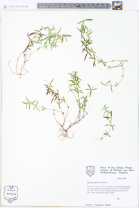 Galium uniflorum image