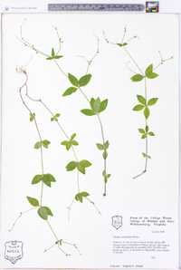 Galium circaezans image