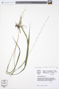 Chasmanthium sessiliflorum image