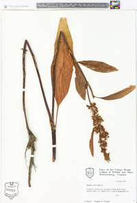 Rumex verticillatus image