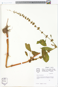 Rumex obtusifolius image