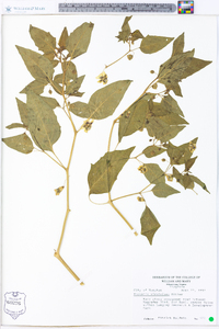 Physalis virginiana image