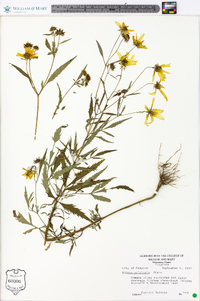 Bidens polylepis image