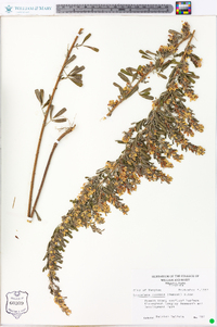 Lespedeza cuneata image