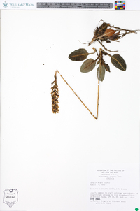 Goodyera pubescens image