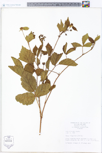 Rubus flagellaris image