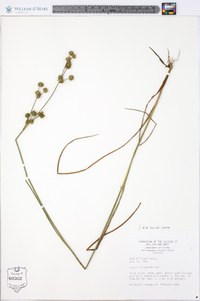 Juncus scirpoides image