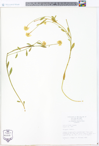 Polygala lutea image