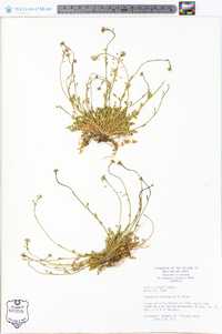 Teesdalia nudicaulis image