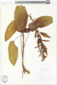 Rumex obtusifolius image