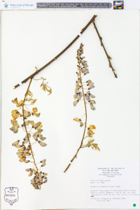 Wisteria sinensis image