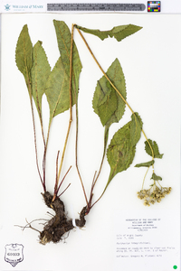 Parthenium integrifolium image