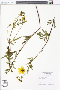 Bidens aristosa image