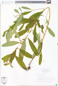 Hypericum walteri image