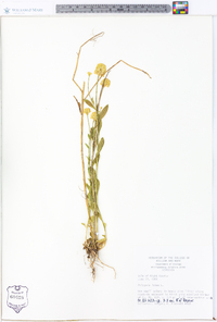 Polygala lutea image