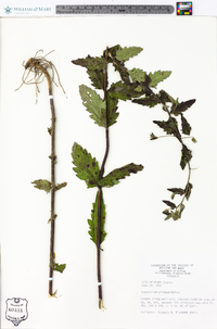 Eupatorium pilosum image