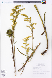 Solidago pinetorum image