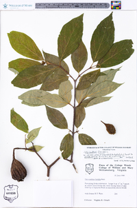 Calycanthus floridus image