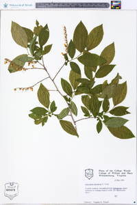 Leucothoe racemosa image