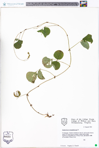 Desmodium rotundifolium image