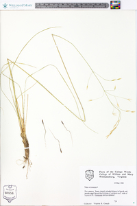 Stipa avenacea image