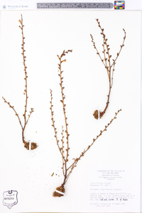 Epifagus virginiana image