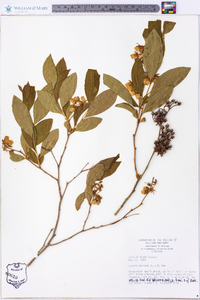 Lyonia mariana image