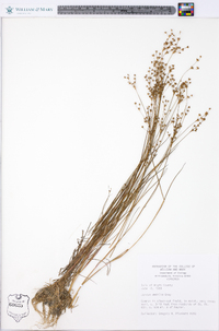 Juncus debilis image