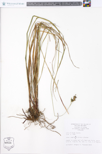 Carex complanata image